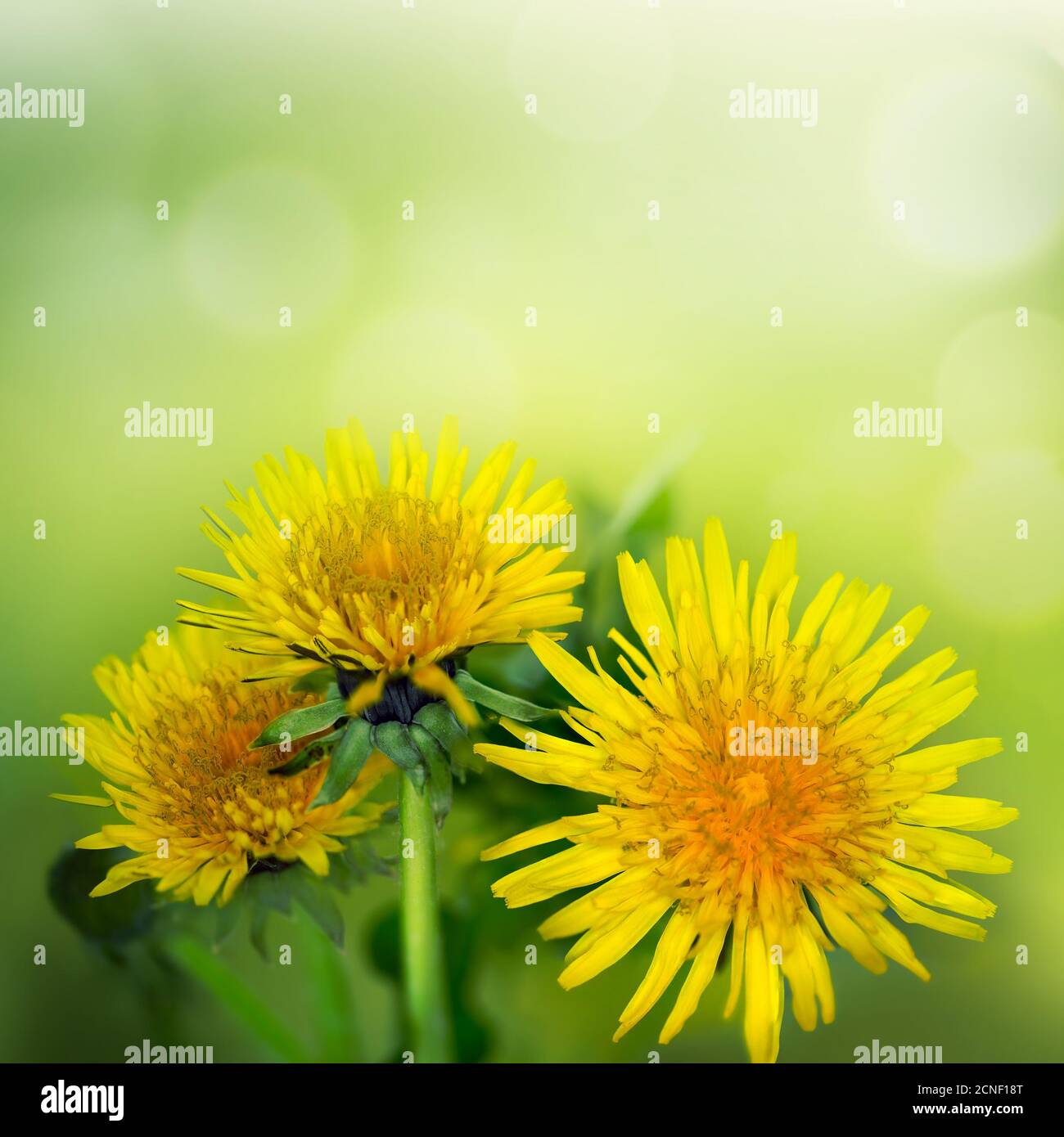 Löwenzahn-Blüten Stockfoto