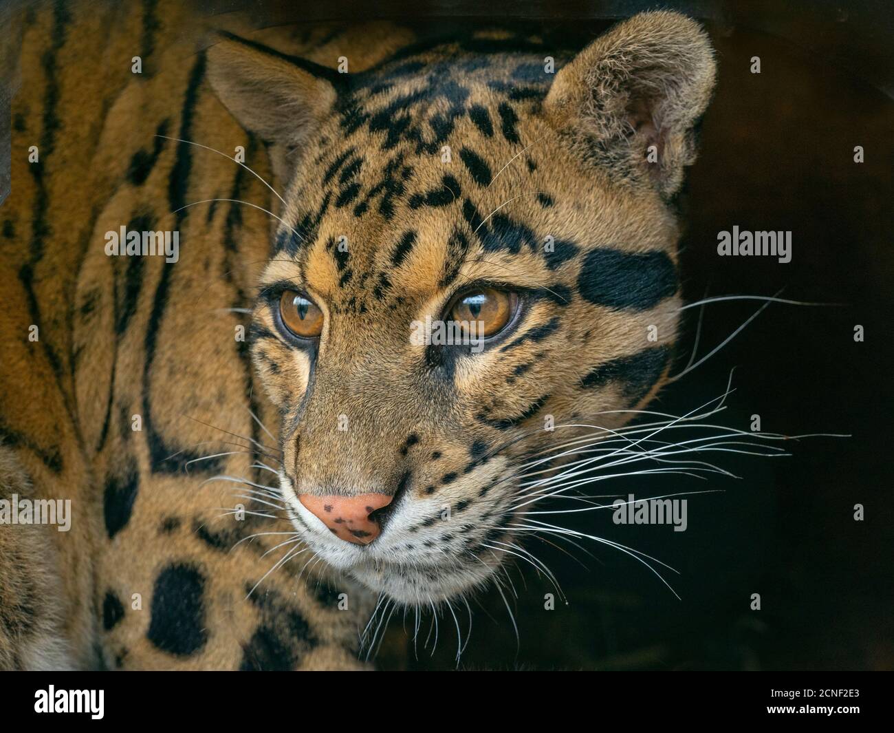 Nebelparder Neofelis nebulosa Captive portrait Stockfoto