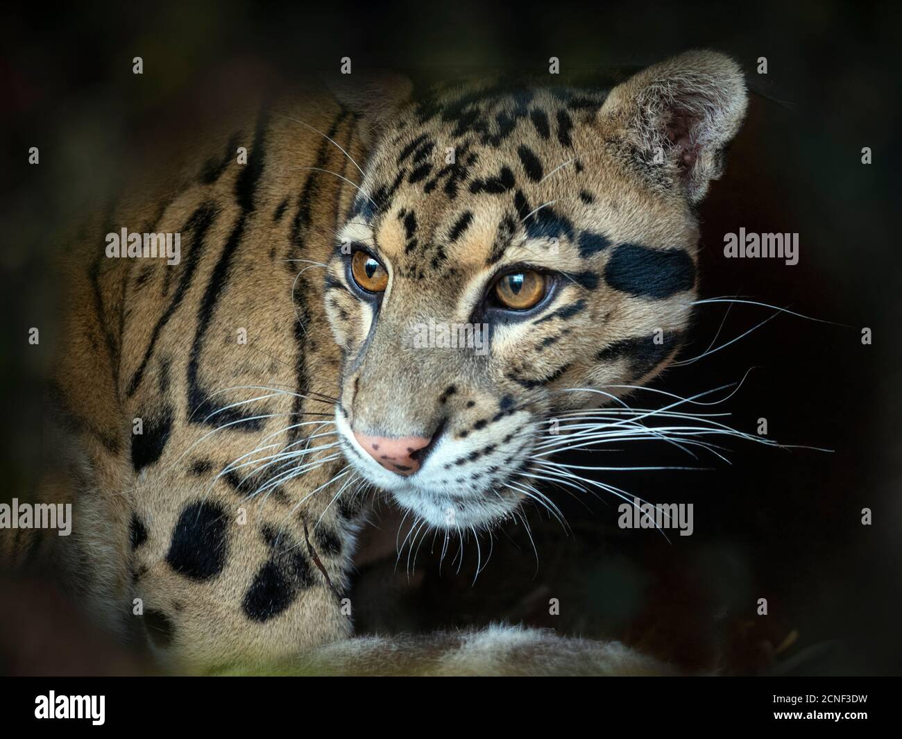 Nebelparder Neofelis nebulosa Captive portrait Stockfoto