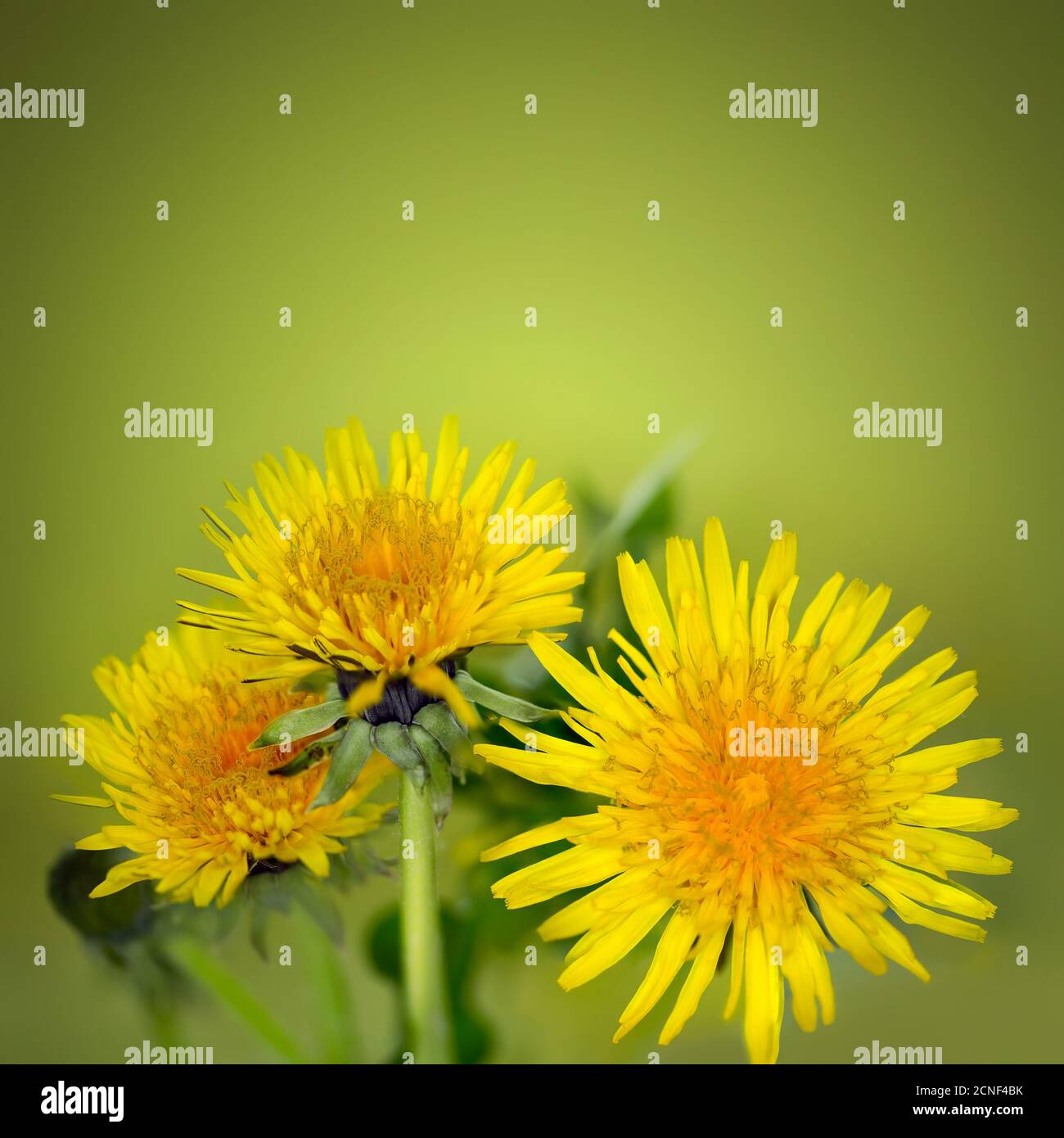 Löwenzahn-Blüten Stockfoto