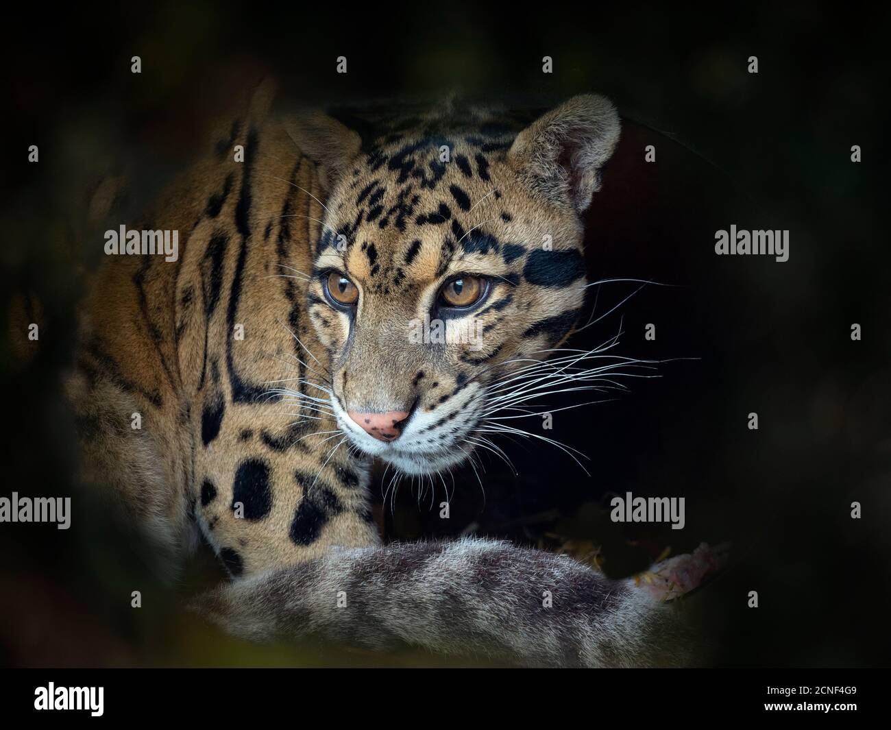 Nebelparder Neofelis nebulosa Captive portrait Stockfoto