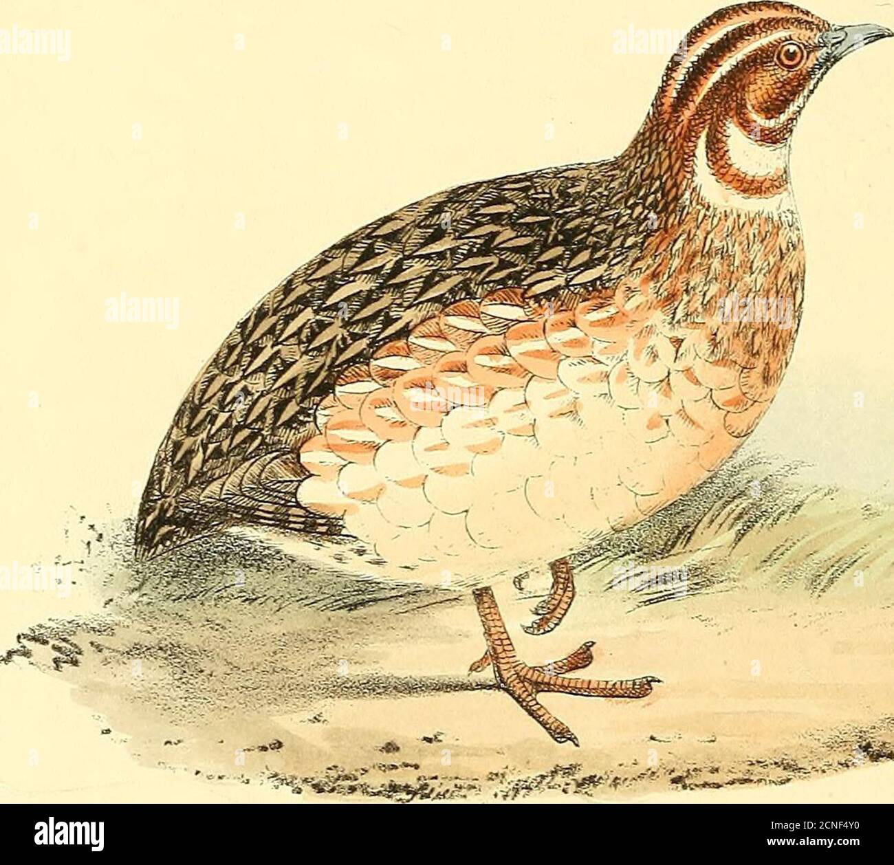 . Farbige Illustrationen britischer Vögel und ihrer Eier. 6 116 vi 1^7 •. WACHTEL. 10-5 RASORES. TETRAONID/E, PLATTE CLVII WACHTEL. PERDIX COTURNIX. Der Wachtel ist nicht nur ein bekannter Vogel in Großbritannien als Sommervisitant, sondern überall in den milden Teilen Europas und Asiens, wie auch im Norden Afrikas; Andin einigen Inseln des Mittelmeers sind diese Vögel so zahlreich, dass ihnen der Name Quail Islands gegeben wurde. Herr H. M. Drummond, in seinem Katalog der Vögel in Korfu, veröffentlicht in der Zeitschrift für Naturgeschichte, spricht auch von den Zahlen dieser Art, dass Stockfoto