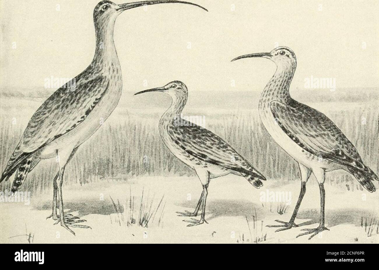 . Die Vögel von Illinois und Wisconsin . Primärfarben, ohne Balken; Achillare, gesperrt. Ntilenius borealis. Eskimo Curlew. Dough Bird.Siehe Nr. 133.. Lockenschnabel. Eskimo Curlew. Hudsonian Curlew no Field Museum of Natural History - Zoology, Vol. IX. * GRUPPE 6. Flügel, 9 bis t2 Zoll lang.ABSCHNITT 1. Zehen, vier; Schnabel, nach unten gebogen. Stockfoto