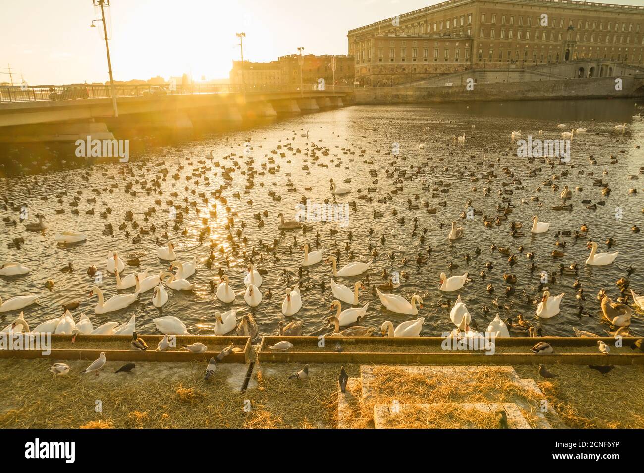 Stockholm Lira See Swan County Stockfoto