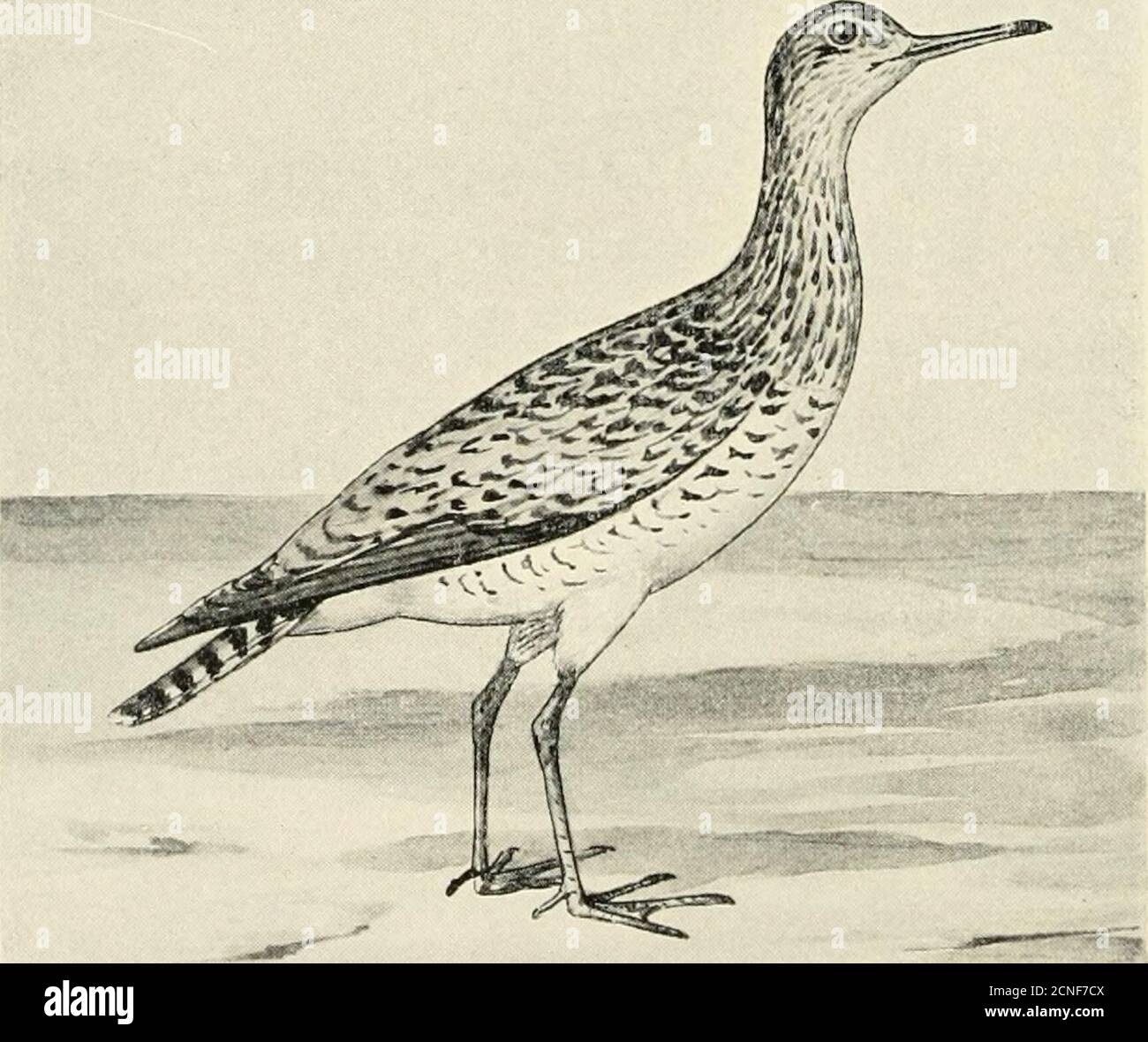 . Die Vögel von Illinois und Wisconsin . ^^^^^ ^ J&gt;^ t*ii)^ Stilt Sandpiper. Tarsus und Mittelzehe zusammen, weniger als 2.60; oberer Schwanz bedeckt, weiß oder weiß mit schwarzen Balken; äußerer Primär, schieferbraun, ohne Balken. Micropalama himantopus. Stelzenläufer.Siehe Nr. III. Bartr3, mian Sandpiper. Januar 1909. Vögel von Illinois und Wisconsin - Cory. 105 Aussen Primär, weißlich, mit dunkelbraun verbarrt. Bariramia longicauda.Bartramian Sandpiper. Upland-Pullover. Siehe Nr. 128. ABSCHNITT 3. Zehen, vier, ohne Netz; Schnabel, über 2 Zoll lang. Unterbauch, weißlich oder weiß; Achillaren, schwarz und weiß gestrockt. Stockfoto