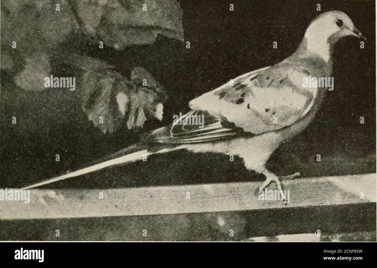 . Vogelkunde . Mai (Hinton). Von ihren früheren Nummern in Neuengland, im Jahr 1741, machte Richard Hazen diesen Rekord: Für drei Meilen zusammen, waren die TaubenjQests so dick, dass fünfhundert hätte auf den Buchen die Passenger Pigeon 89 auf einmal gesagt werden können; Und, hätten sie auch auf den Hemlocks gezählt werden können, ich zweifle nicht, sondern fünftausend, bei einer Umdrehung um. Sicherlich hat diese Versammlung dieser Vögel, sowohl in ihren Wanderungen als auch während der Brut, keine Parallele unter dem gefiederten Stamm. Methoden der Erfassung. – immer wenn ein Platz gefunden wurde, die Indianer häufig an solche Orte mit Stockfoto