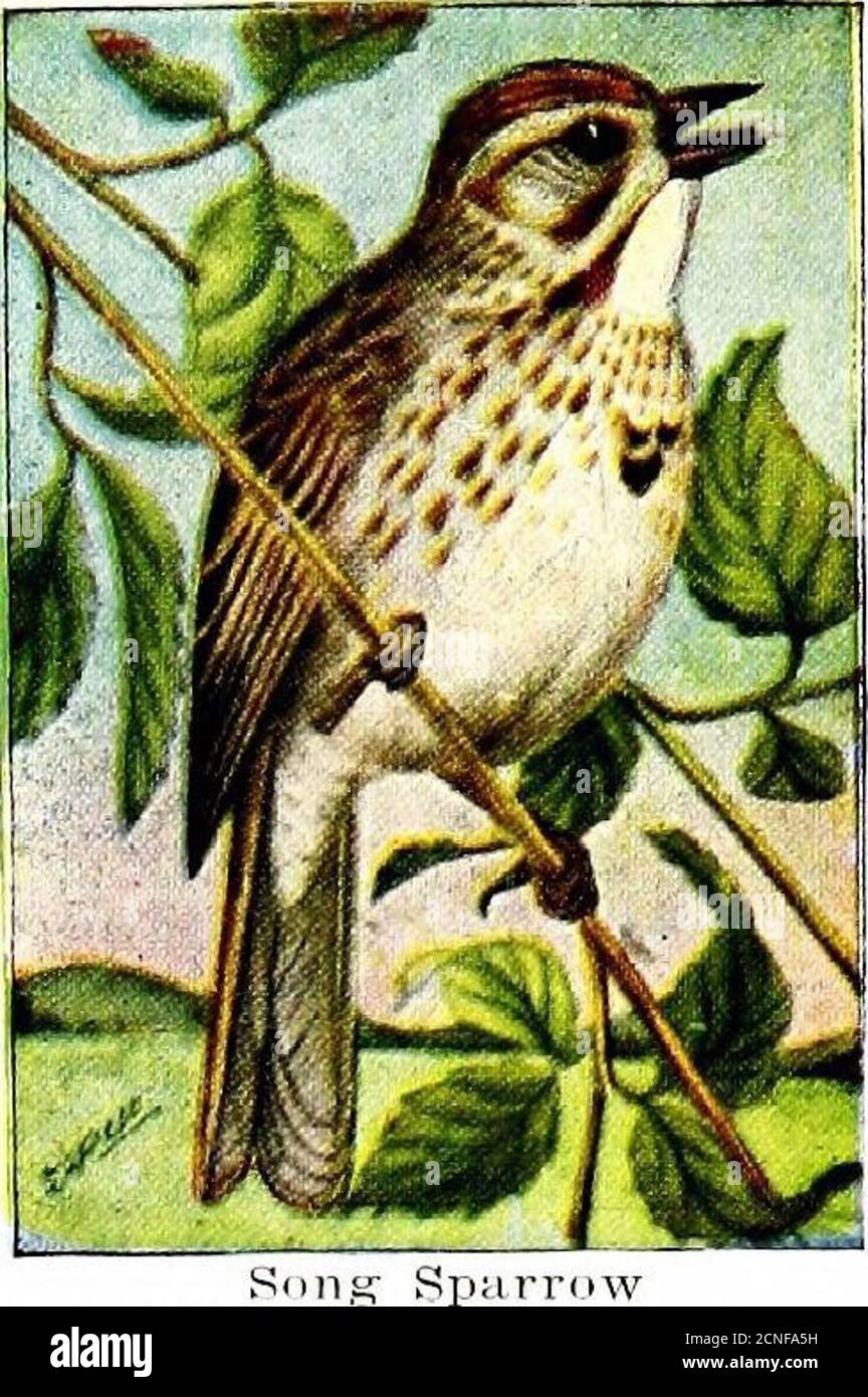 . Das Vogelbuch, illustriert in natürlichen Farben mehr als siebenhundert nordamerikanische Vögel, auch mehrere hundert Fotos von ihren Nestern und Eier . Stockfoto
