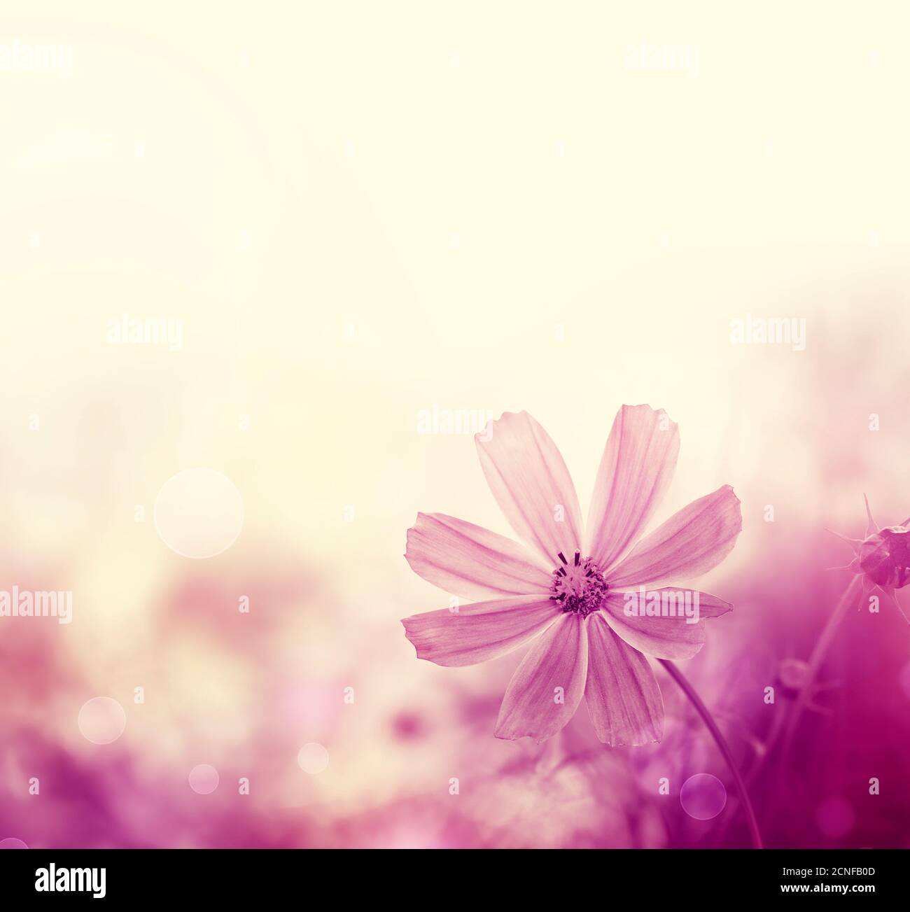 Wildblumen Stockfoto