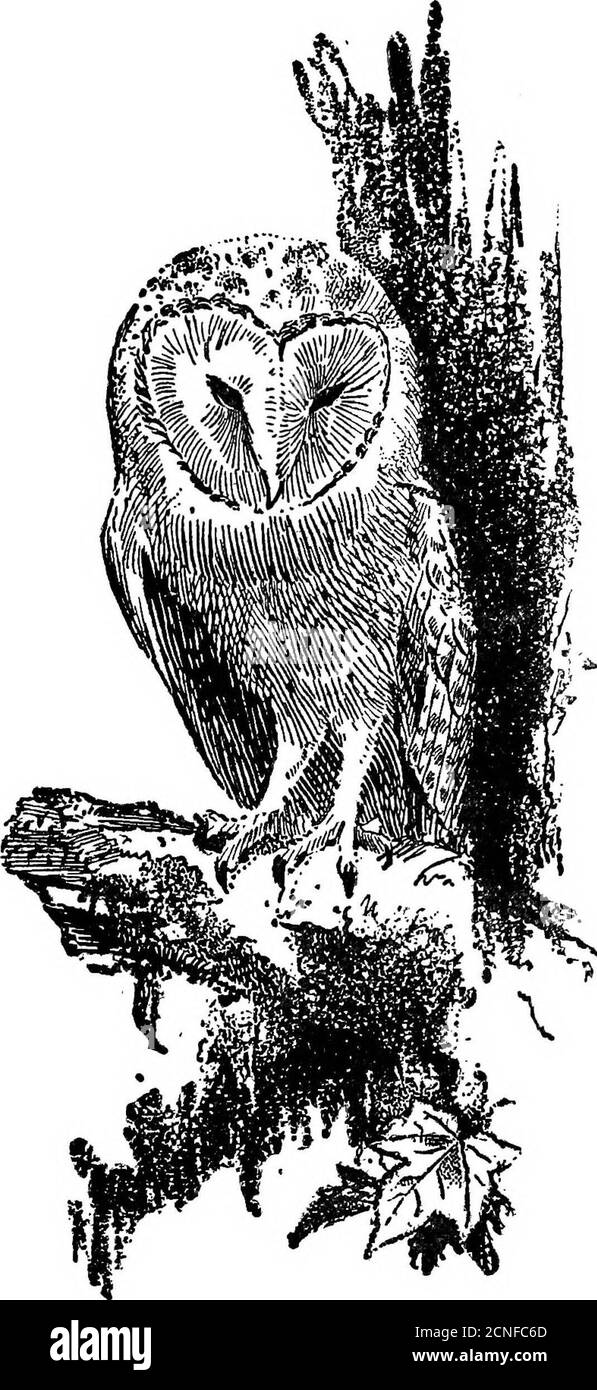 . Das britische Vogelbuch . II 12 Kurzohreule Stockfoto