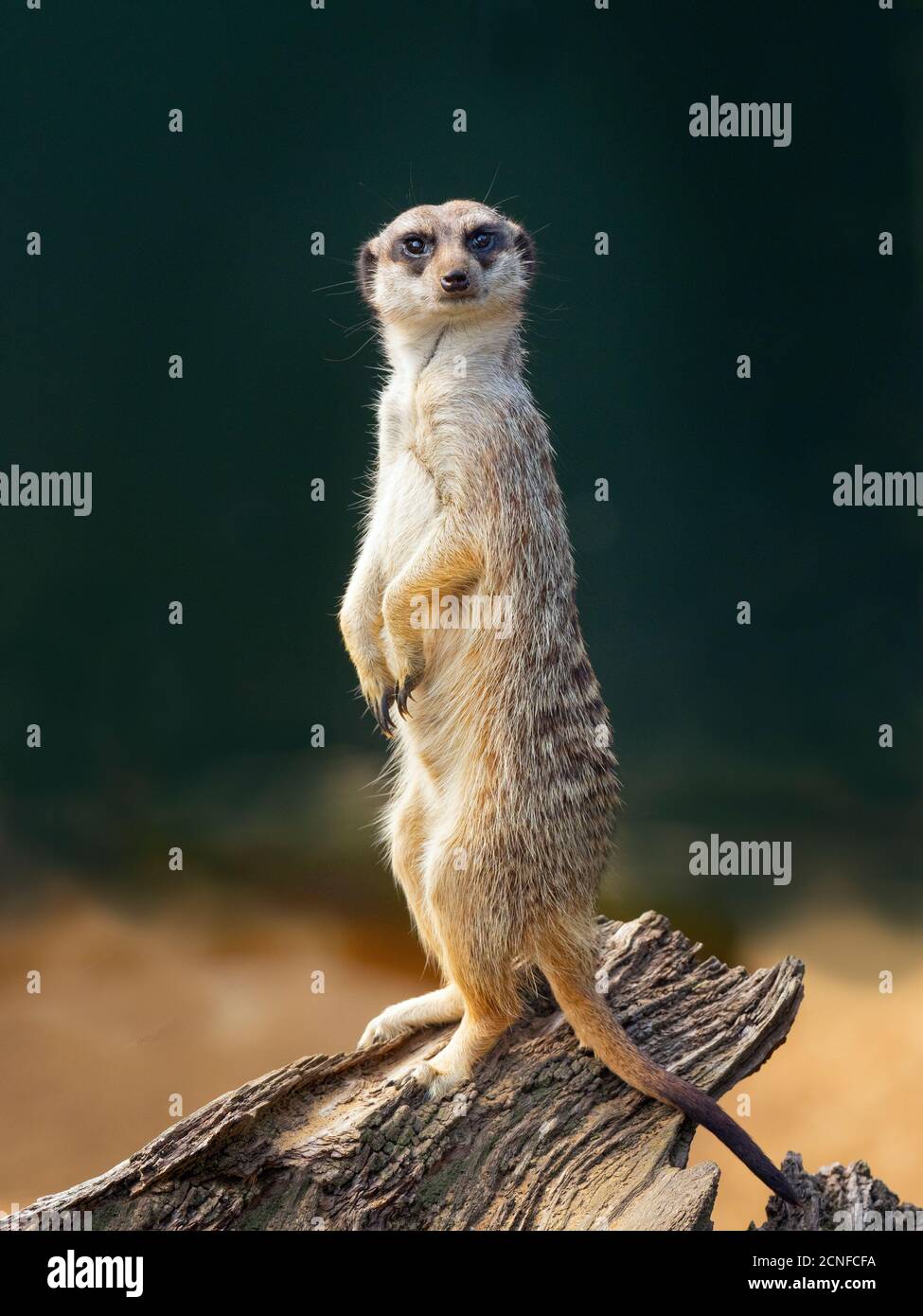 Erdmännchen oder erdmännchen Suricata suricatta Stockfoto