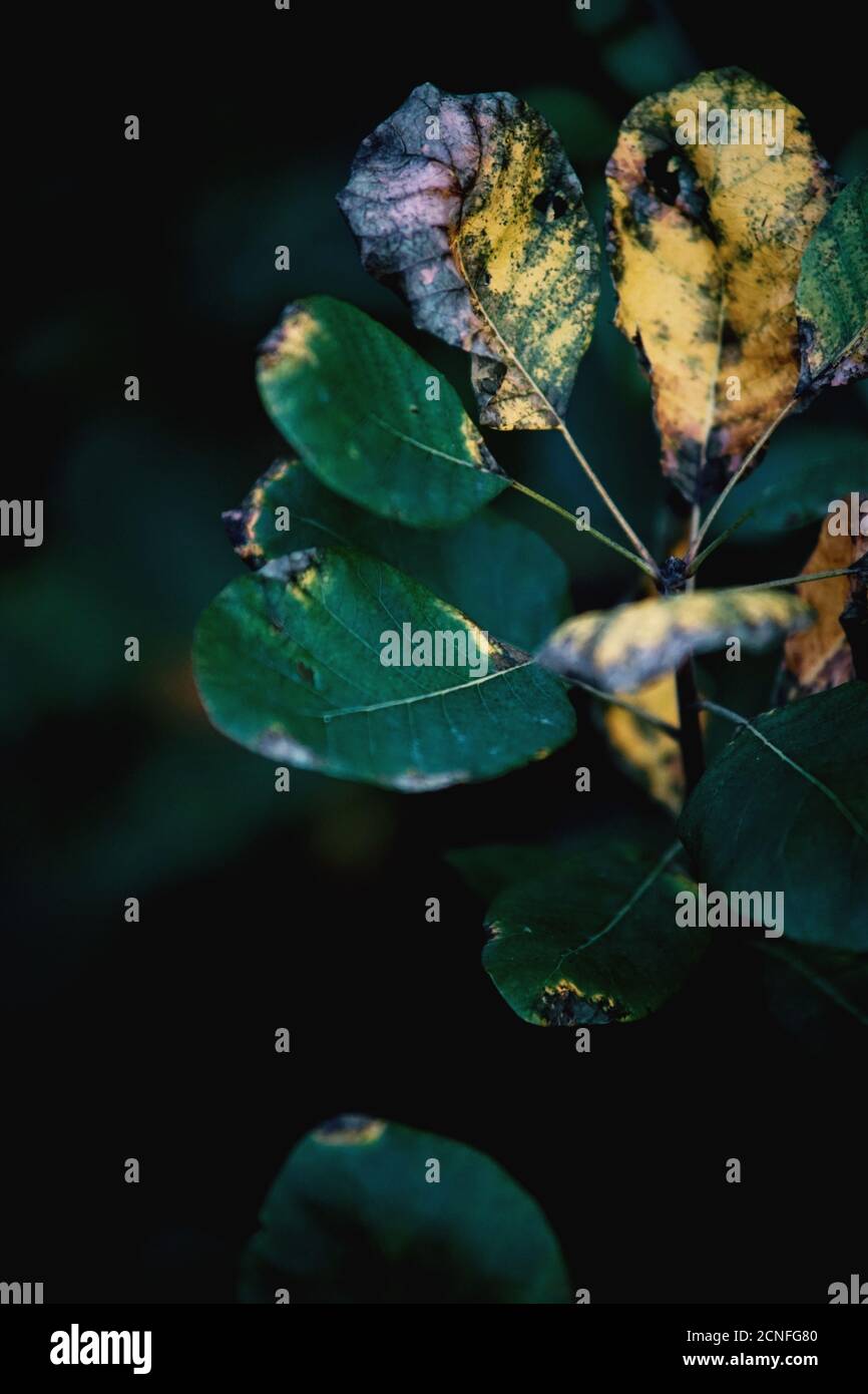 Walddetails. Natürliche Pflanzentapete. Stockfoto