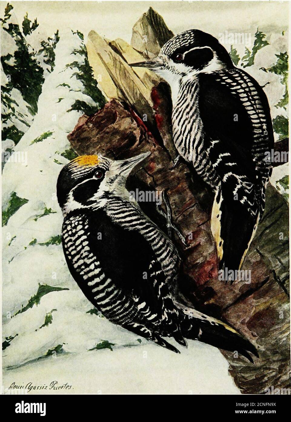 Amerikaner Drei Toed Specht Stockfotos Und Bilder Kaufen Alamy