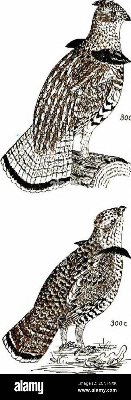 . Farbschlüssel für nordamerikanische Vögel; mit bibliographischem Anhang. Birkhuhn und PftapTinigau 300.. 300. Rühlhuhn; Rebhuhn; Fasan (Bon-aia umlellus). L. 17. Y^il. J*. Vorherrschende Farbe über rostbraun; Schwanz rostig oder grau. ^d. 9- SIM-ilar, aber Hals-tufts kleiner. Anmerkungen, das Männchen produziert einen Trommelklang, indem es schnell seine Flügel schlägt; das Weibchen ruckelt und wenn es ihre Brut verteidigt, einen einzigartigen tiefen whlnmg-Klang. R^nge. – Eastern United States von Minnesota, Süd-Ontario, sojthern New Hampshire und ioutliern Vermont, südlich nach VIrKlni iand entlang tne Alleghanies tu Georgia; we^t Lo no Stockfoto . Farbschlüssel für nordamerikanische Vögel; mit bibliographischem Anhang. Birkhuhn und PftapTinigau 300.. 300. Rühlhuhn; Rebhuhn; Fasan (Bon-aia umlellus). L. 17. Y^il. J*. Vorherrschende Farbe über rostbraun; Schwanz rostig oder grau. ^d. 9- SIM-ilar, aber Hals-tufts kleiner. Anmerkungen, das Männchen produziert einen Trommelklang, indem es schnell seine Flügel schlägt; das Weibchen ruckelt und wenn es ihre Brut verteidigt, einen einzigartigen tiefen whlnmg-Klang. R^nge. – Eastern United States von Minnesota, Süd-Ontario, sojthern New Hampshire und ioutliern Vermont, südlich nach VIrKlni iand entlang tne Alleghanies tu Georgia; we^t Lo no Stockfoto