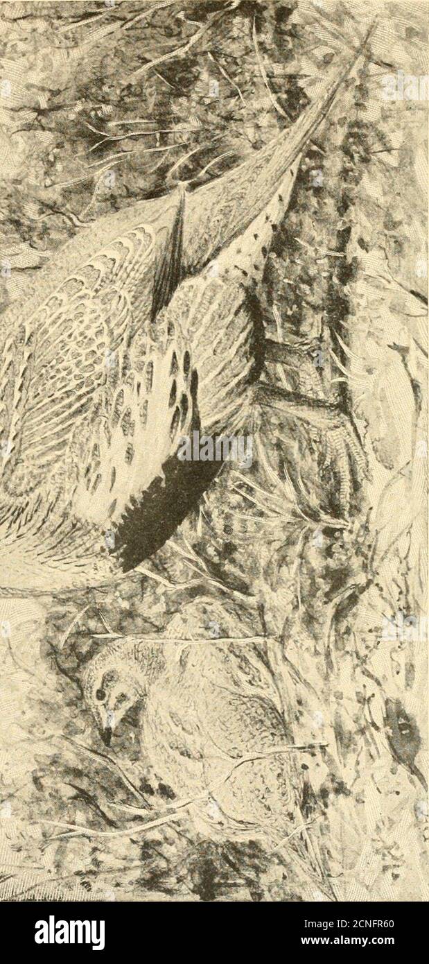 . American Game-Bird Shooting . Larming den Vogel. Während der Muttervogel sitzt, werden die Männchen über die Prärie geschreckt, zwei oder drei werden oft zusammen gegründet, und wenn sie alarmiert beginnen mit schwerem, schwerem Flug, um eine halbe Meile oder eine Meile zu fliegen. Wenn sie geschlüpft sind, verlassen die Jungen das Nest und folgen der Mutter. Wenn sie recht jung sind, sind sie so fachkundig athiding wie die meisten der Birkhühner in diesem Alter. Sie sind aktiv und winterhart, und für die ersten paar Wochen ihres Lebens tragen eine gewisse Ähnlichkeit mit der jungen türkei, weniger vielleicht in der Farbe als in der Länge des Halses und der aktiven Art, in der sie sich abo bewegen Stockfoto