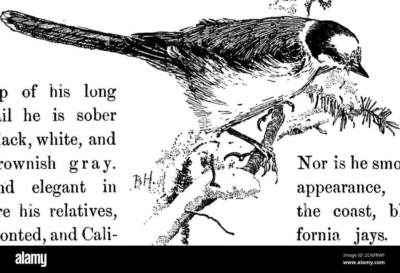 . Vögel von Kalifornien; eine Einführung in mehr als dreihundert gemeinsame Vögel des Staates und angrenzenden Inseln, mit einer ergänzenden Liste von seltenen Migranten, zufällige Besucher, und hypothetische Unterarten . c. Länge: 9.50-11.00. Erwachsene: Stirn- und Nasenbüschel weiß; Kopf- und Hinterkopf schwarz; Rücken, Schulterkugeln, Flügeln und Schwanz bräunlich grau; Rücken leicht mit Weiß getippt; Federn mit weißen Schaftstreifen; Unterteile weiß. Jung: Dumpf rußig-braun, am dunkelsten auf dem Kopf; unter den Teilen bräunlich. Geographische Verbreitung: Nordkalifornien, Oregon, und Washing-Ton nach Großbritannien Stockfoto