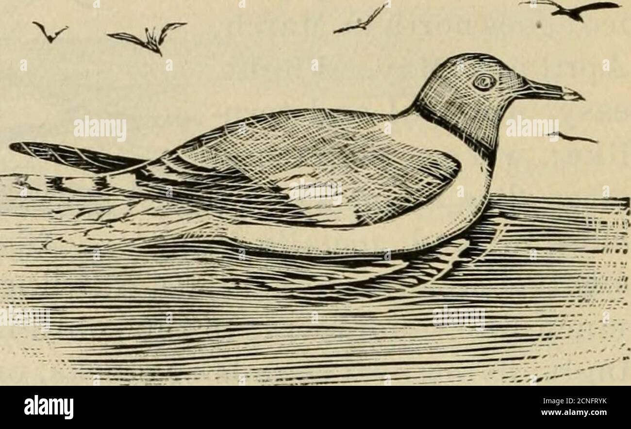 . Verzeichnis zu den Vögeln des östlichen Nordamerika .. . 48 TERNS. f. Gabelschwanzmöwen. Xema Größe, klein; Schwanz, markant gezückt, Abb. 57; Mantel, viel dunkler als in e. SABINES MÖWE, X. SABINA. 13.50; Kopf und Oberhals, plumbeous, unten von einem schwarzen Kragen umrandet; Mantel, dunkel bläulich-grau; Feige. 57. Primaries, schwarz, die fünf inneren mehr oder weniger markiert mit weiß; Gefieder, sonst weiß; schwarz, mit gelber Spitze. Im Winter Kopf weiß mit Ohrdecken und Rücken von Kopf und n eck, plumbeous. Jung, , B 1. 1-6. Mit dem Mantel, bräunlich-grau; Schwanz, mit einem breiten schwarzen Band am Ende, und dies ist nar Stockfoto