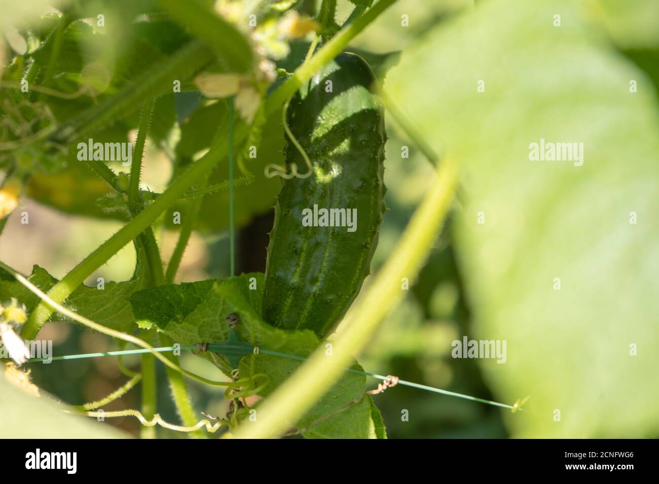 Grüne Gurken auf einem Busch im Garten, Ernte der Sommersaison Stockfoto