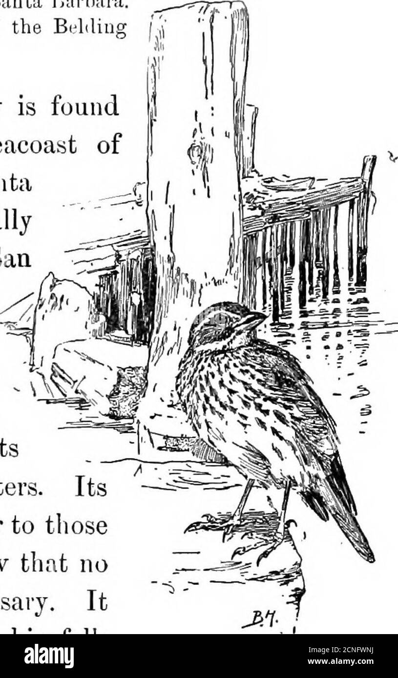 . Vögel Kaliforniens; eine Einführung in mehr als dreihundert gewöhnliche Vögel des Staates und der angrenzenden Inseln, mit einer ergänzenden Liste von seltenen Migranten, zufälligen Besuchern und hypothetischen Unterarten. Epperteile hellgrau-braun, undeutlich gestreift mit dunklerem: Unter Teilen mit rostbraun gestreift; Bill Lon&lt;» und geschwollen und regelmäßig gebogen von der Basis. MIT BRAUN DOMINIEREND 219 Geographische Verbreitung: Küste von Süd- und Niederkalifornien; Süden im Winter bis Cape St. Lucas und Mexiko.Kalifornien Brutgebiet: Entlang der Salzwiesen der Küste von der San Diega Stockfoto