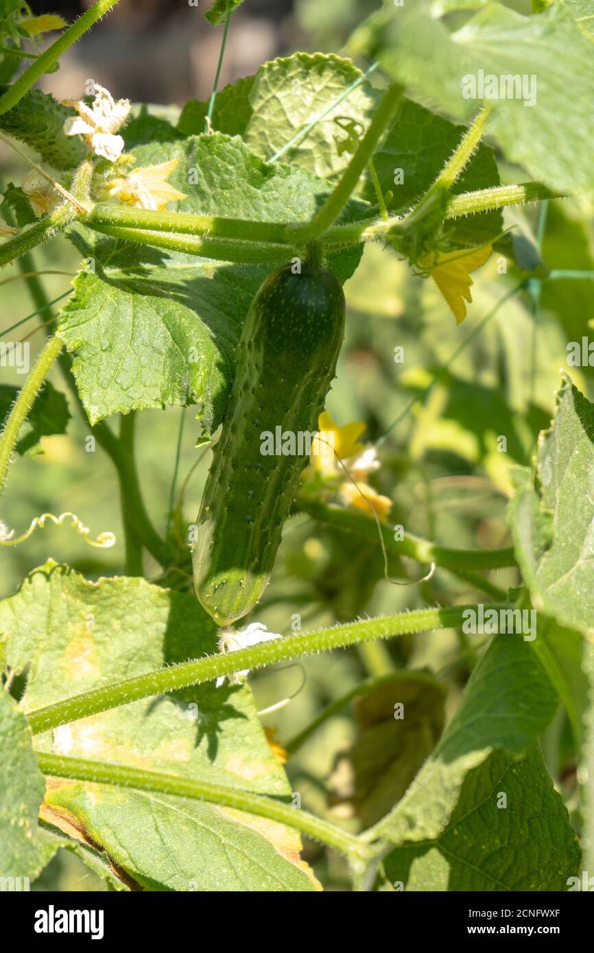 Grüne Gurken auf einem Busch im Garten, Ernte der Sommersaison Stockfoto