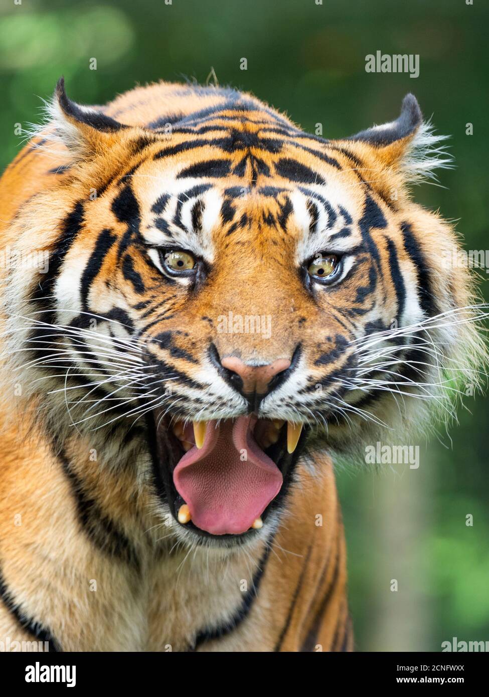 Sumatra Tiger Panthera tigris sondaica CAPTIVE Stockfoto