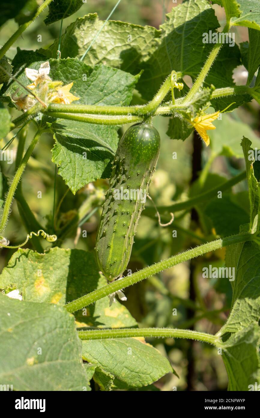 Grüne Gurken auf einem Busch im Garten, Ernte der Sommersaison Stockfoto