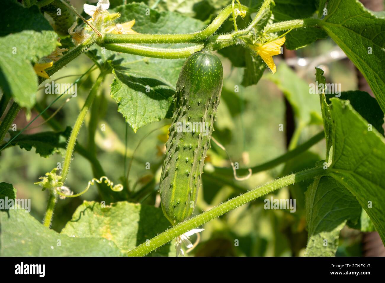 Grüne Gurken auf einem Busch im Garten, Ernte der Sommersaison Stockfoto