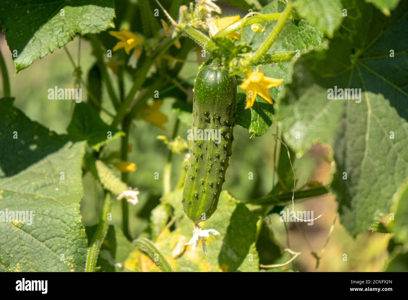 Grüne Gurken auf einem Busch im Garten, Ernte der Sommersaison Stockfoto