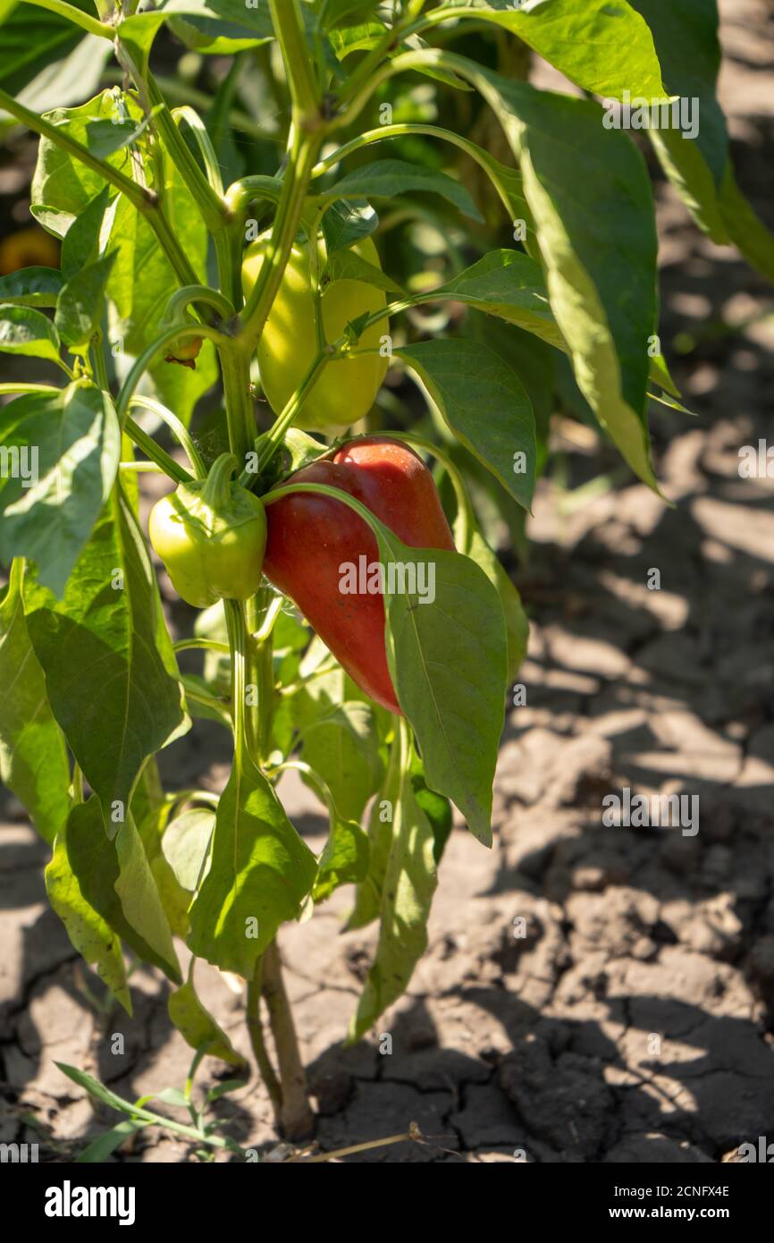 Rot reifer Paprika auf den Büschen im Garten, sommerliche Ernte Stockfoto