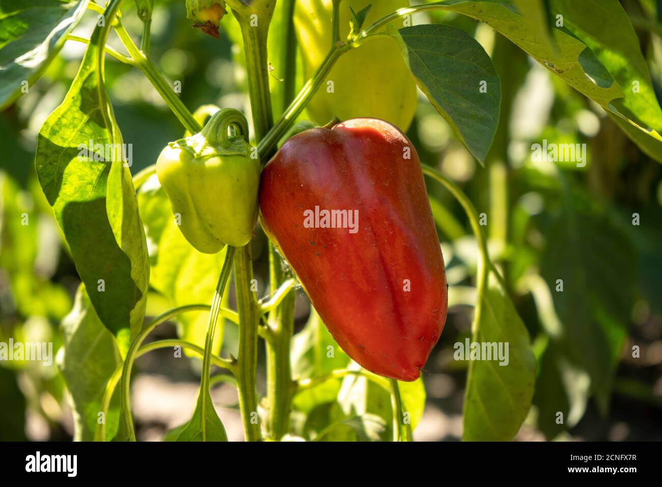 Rot reifer Paprika auf den Büschen im Garten, sommerliche Ernte Stockfoto
