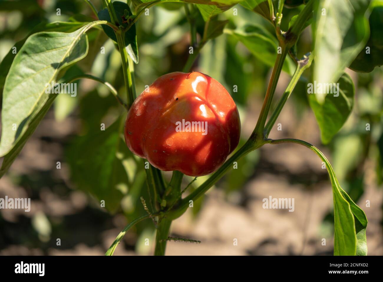 Rot reifer Paprika auf den Büschen im Garten, sommerliche Ernte Stockfoto