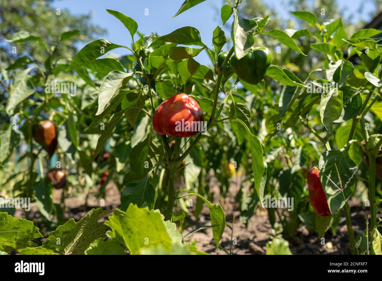 Rot reifer Paprika auf den Büschen im Garten, sommerliche Ernte Stockfoto