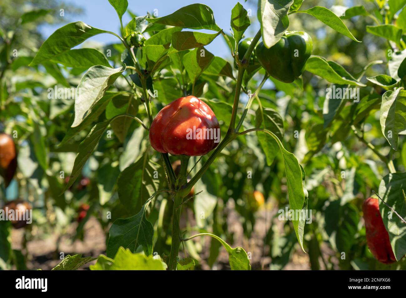 Rot reifer Paprika auf den Büschen im Garten, sommerliche Ernte Stockfoto