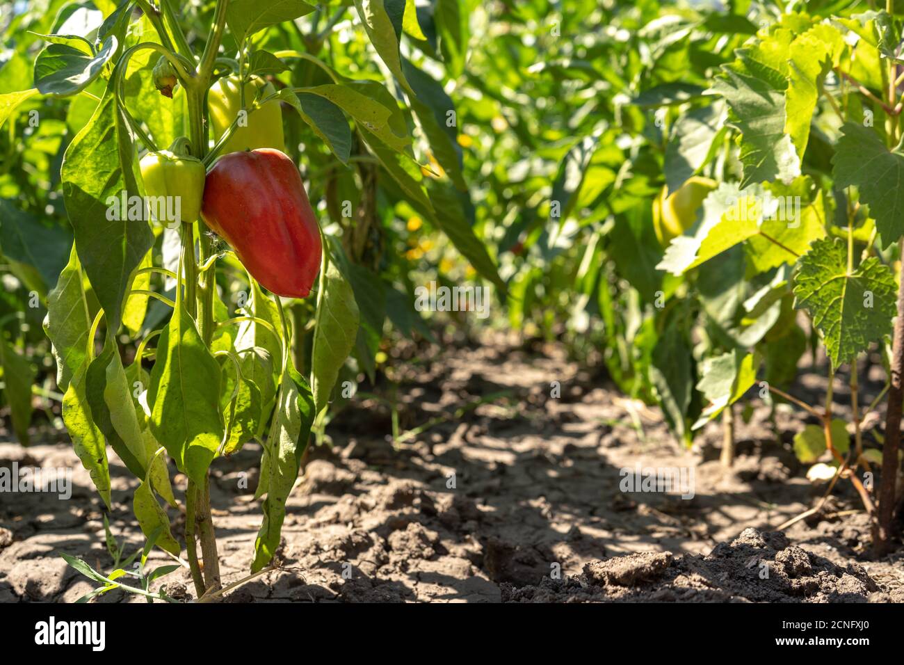 Rot reifer Paprika auf den Büschen im Garten, sommerliche Ernte Stockfoto