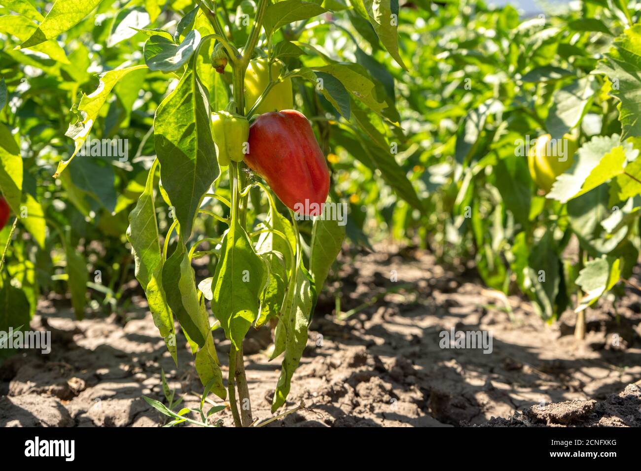 Rot reifer Paprika auf den Büschen im Garten, sommerliche Ernte Stockfoto