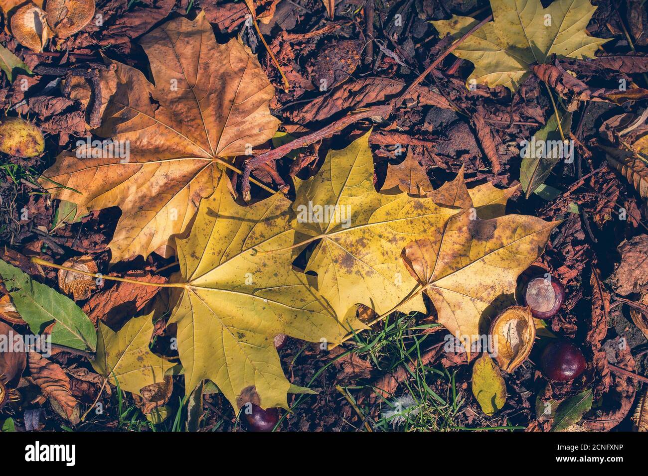 Blätter im Herbst Stockfoto
