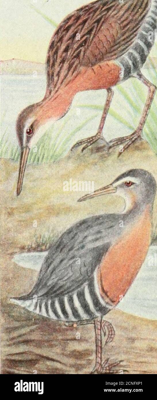 . Das Vogelbuch: Illustriert in natürlichen Farben mehr als siebenhundert nordamerikanische Vögel; auch mehrere hundert Fotos von ihren Nestern und Eiern. 131 DAS VOGELBUCH. King Rail.Clapper Rail. Die Küste von Louisiana, heller im Gefieder. 211. Klappenschiene. Rallus crepitanscrepitans. Bereich. - Salzmarschen der atlantischen Küste von Süd-Neuengland nach Süden. Eine gräulich gefärbte Schiene, etwa von der Größe und mit den Markierungen ähnlich denen der KingRail. Es ist als ausschließlich eine Salzwasserart asthe King Rail ist ein Süßwasser ein. Mit der möglichen Ausnahme der Carolina oder Sora Rail,t Stockfoto