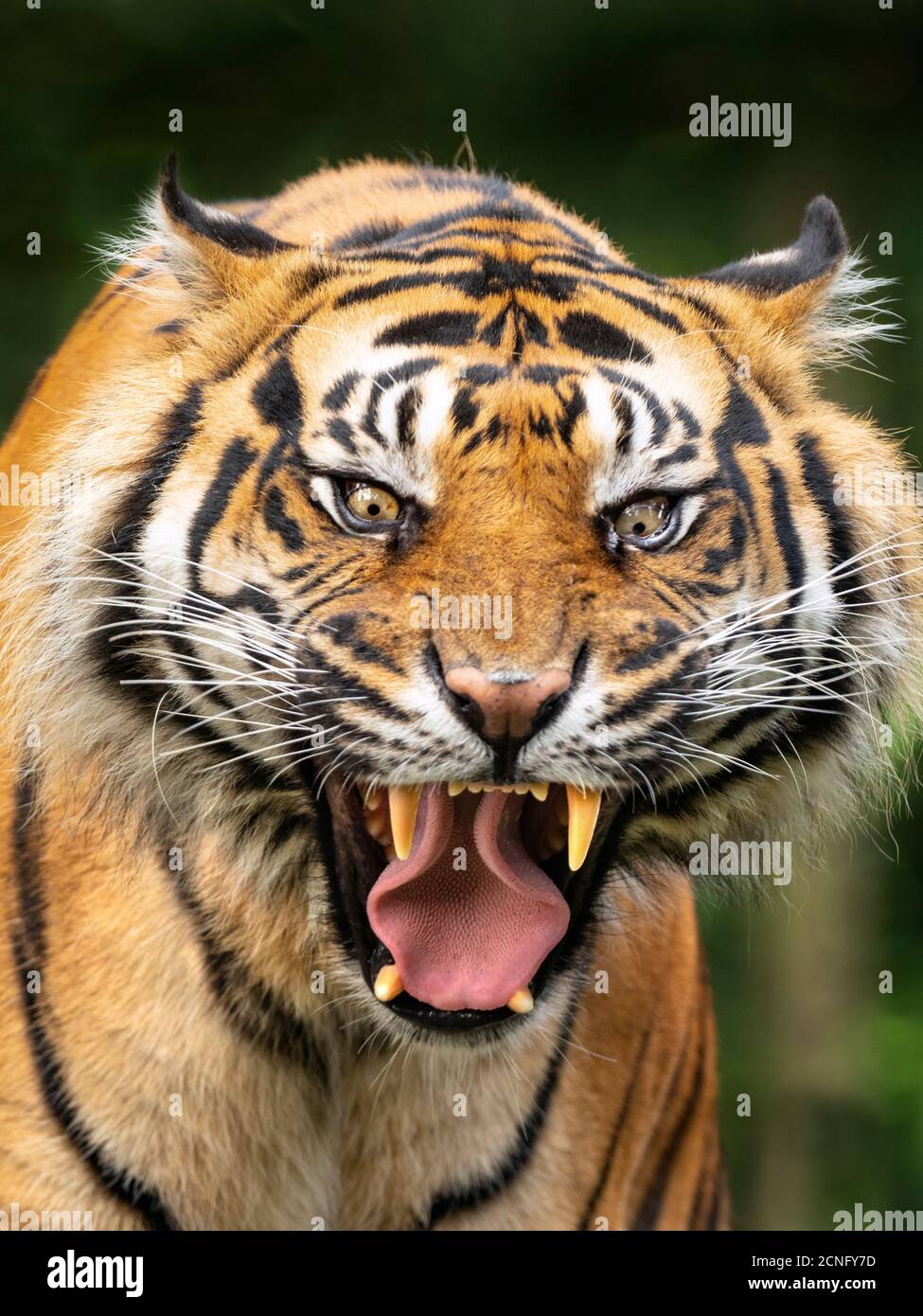 Sumatra Tiger Panthera tigris sondaica CAPTIVE Stockfoto