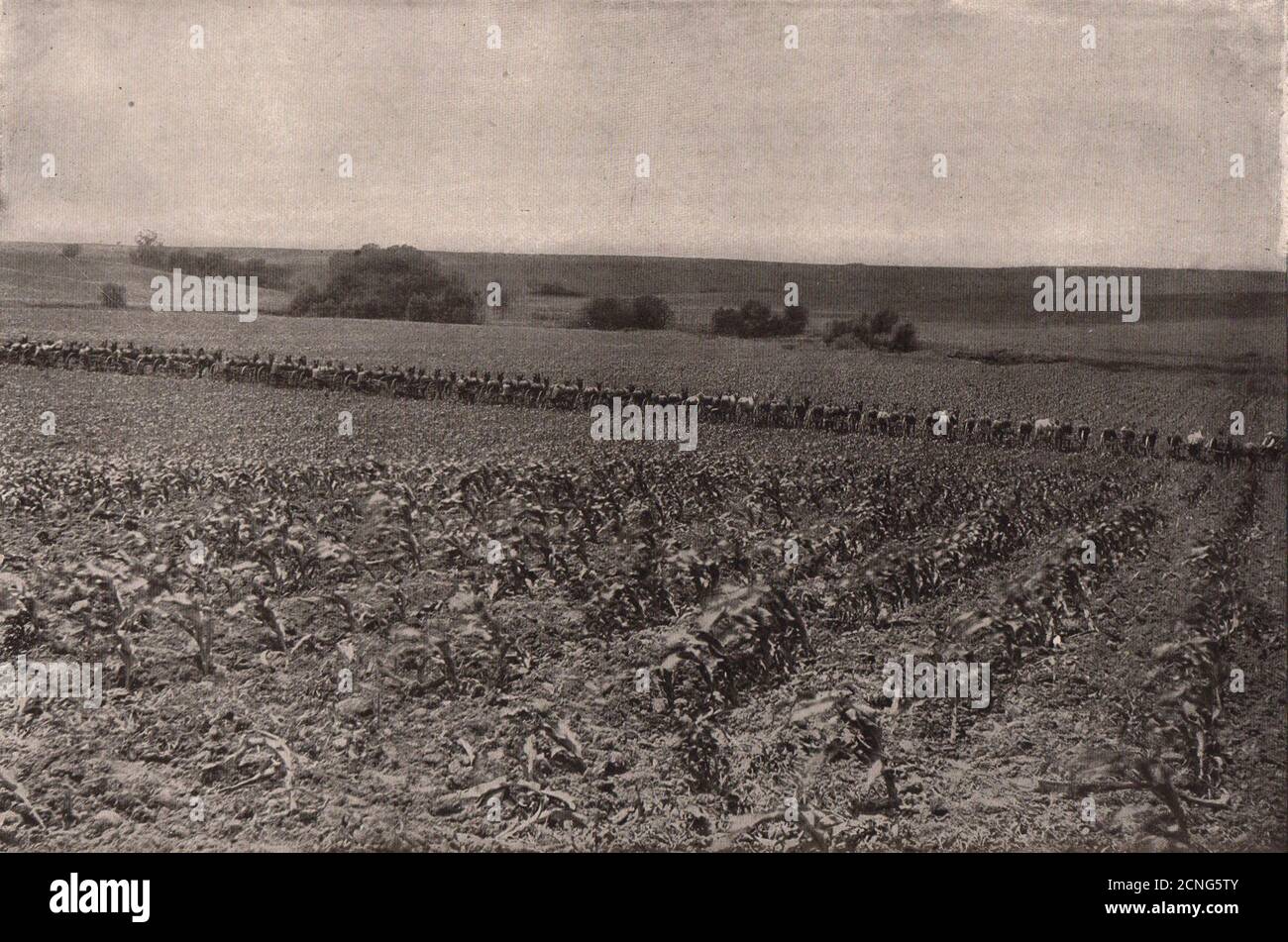 Vierundzwanzig zweireihige Grubber in Betrieb. Landwirtschaft 1903 alten Druck Stockfoto