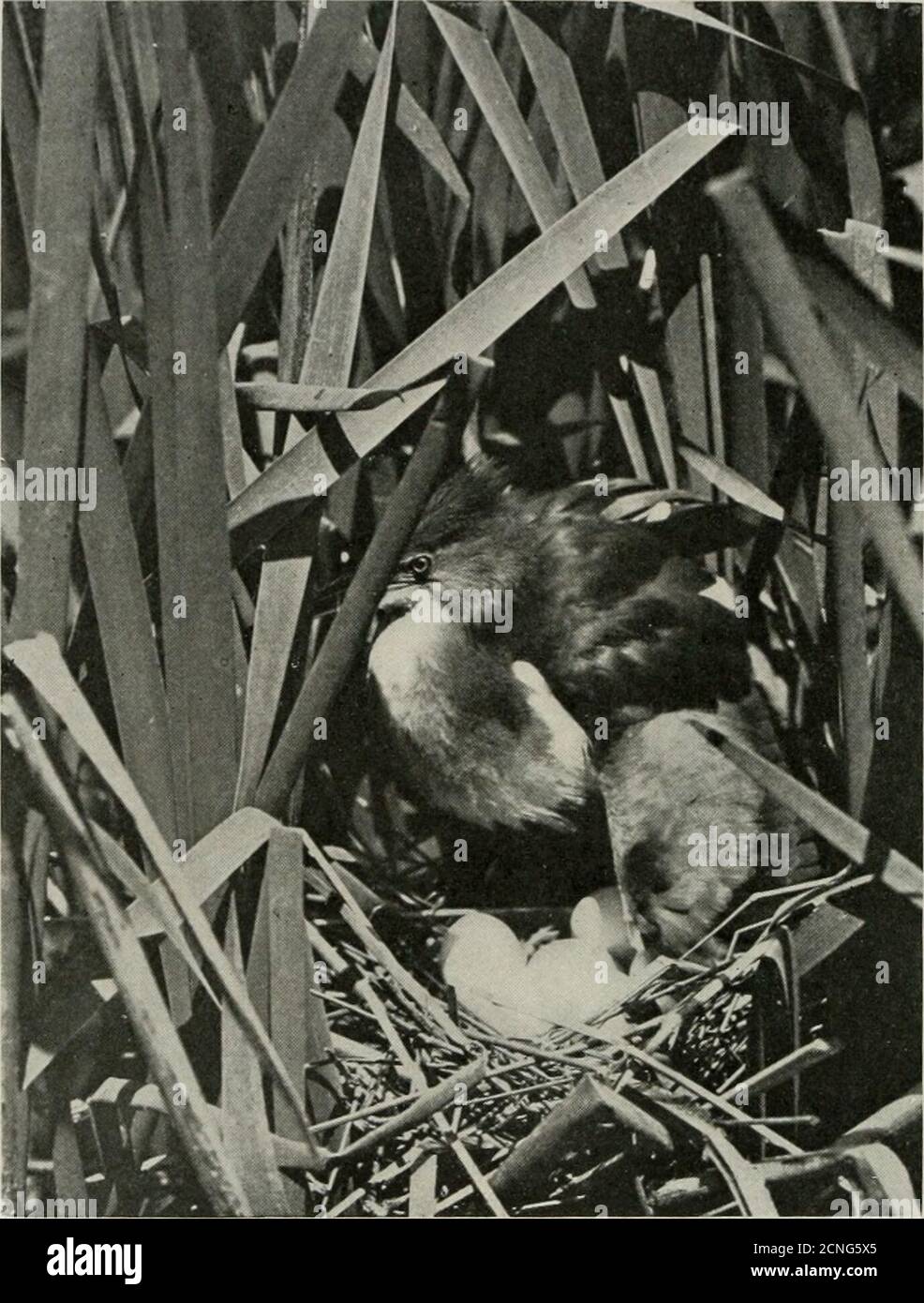 . Vogelkunde . ^^ unter Discussion. Die Fahne war schon so hoch gewachsen, dass sie mir den Kopf waverte, als ich durch den Wald wate und den Dschungel vor mir trennte.unter solchen Bedingungen lernen die Augen bald, ihre Suche nach Vögeln, oder sogar nach Bewegungen  LW AT  , die ihre Anwesenheit verräterisch machen könnten, zu beenden und nur nach dichteren Stellen in der dunkelgrünen Vegetation zu jagen, Dass so oft ein Nest mit dem Schilf über ihm gebogen anzeigen. Ich war daher nicht überrascht, als ein dunkler Fleck, der acht oder zehn Zentimeter über dem schwarzen Wasser schwebte, mich zum Nest eines geringsten Bitterens führte, das fünf Eier enthielt. Zumindest, so erschien es mir; aber es wa Stockfoto