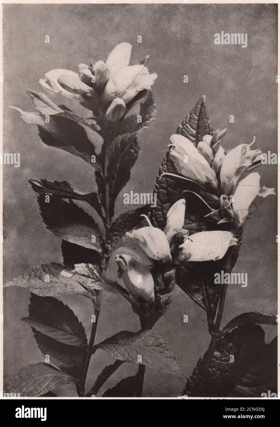 Chelone (Schildkrötenkopf). Pflanzen 1903 altes antikes Vintage Druckbild Stockfoto