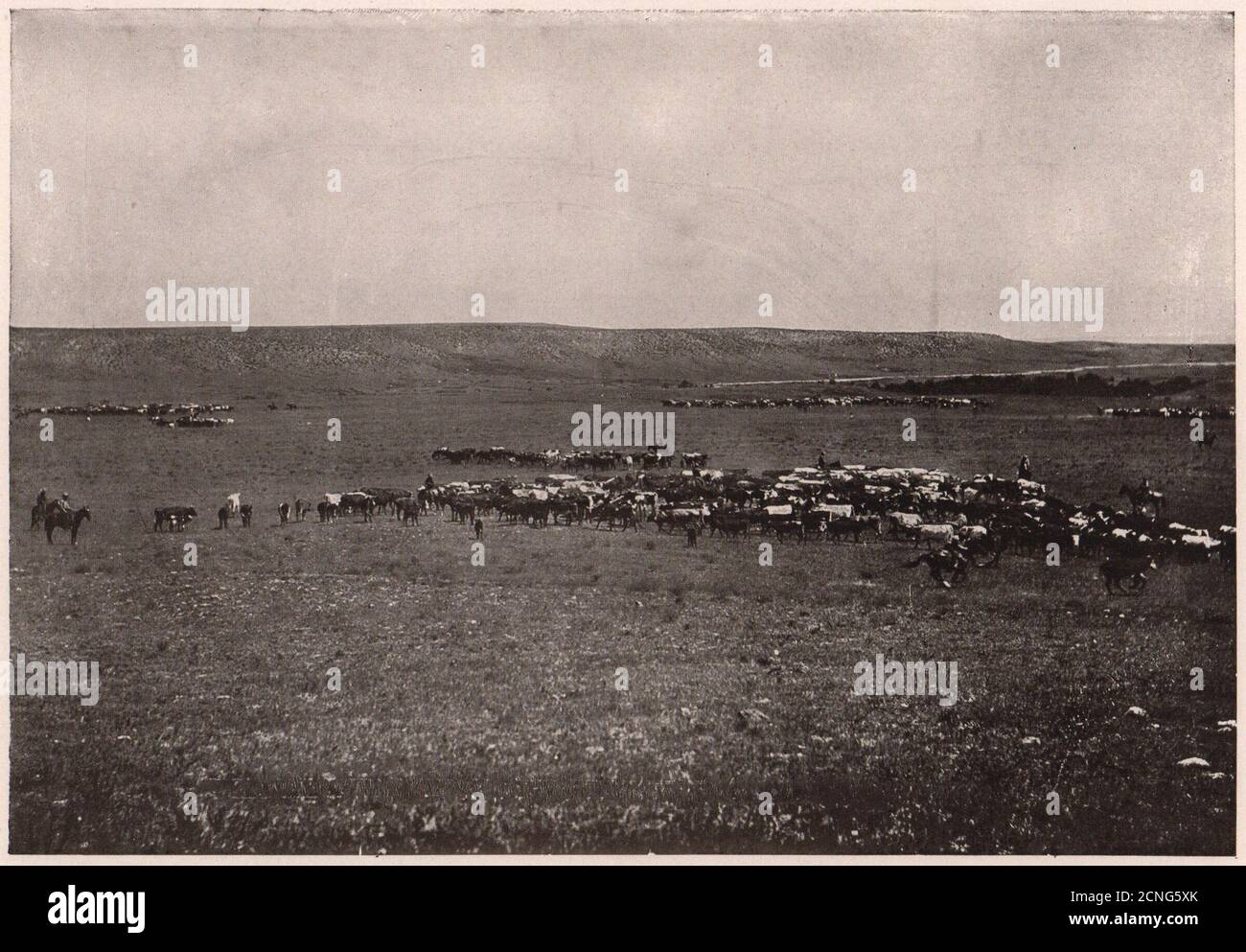Auf EINER Great Western Ranch werden Rinder 'aufgerundet'. US 1903 alten antiken Druck Stockfoto