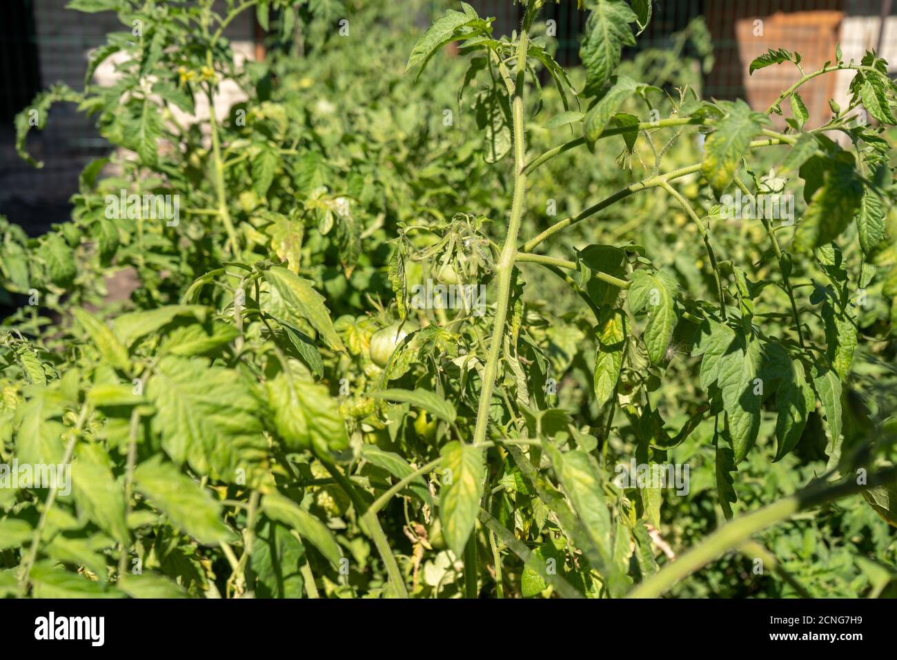 Grüne Tomaten auf einem Busch in einem Garten, Ernte Sommersaison Stockfoto