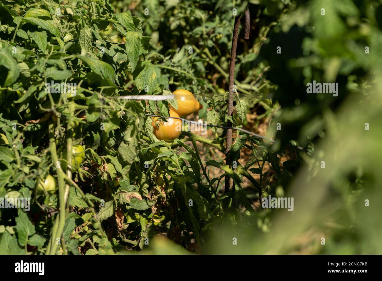 Grüne Tomaten auf einem Busch in einem Garten, Ernte Sommersaison Stockfoto