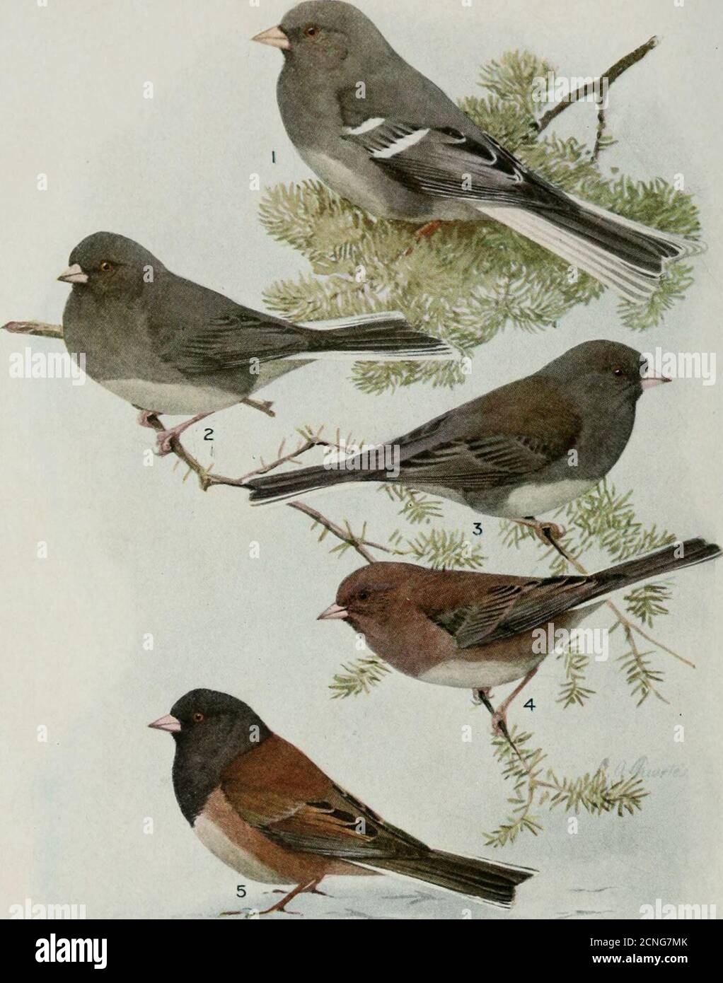 . Vogelkunde . 1. Weißgeflügelter Junco 3. Schieferfarbener Junco. Erwachsene weiblich 2. Schieferfarbener Junco, Erwachsener, 4. Schieferfarben Junco, im. Weiblich, Winter 5. Oregon Junco(One-Half Natural Size) EINE BI-MONATSZEITSCHRIFT, DIE SICH DER ERFORSCHUNG UND DEM SCHUTZ VON VÖGELN widmet Offizielles Organ der Audubon Societies Vol.XVI November – Dezember 1914 No. 6 Bird Life in Southern IllinoisI. Bird Haven* von ROBERT RIDGWAYMit Fotografien des Autors Stockfoto