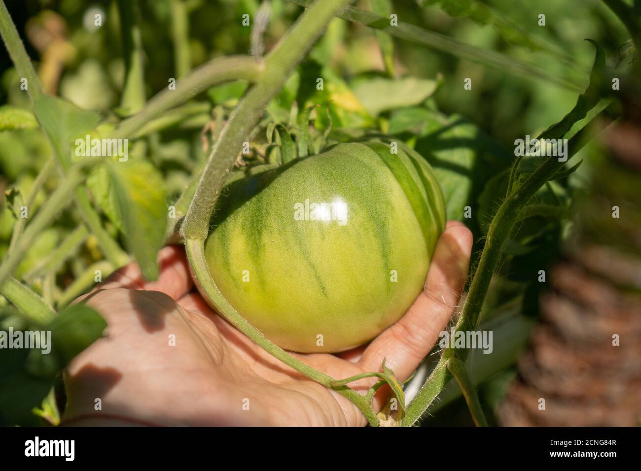 Große grüne Tomaten auf einem Busch in einem Garten, Ernte Sommersaison Stockfoto