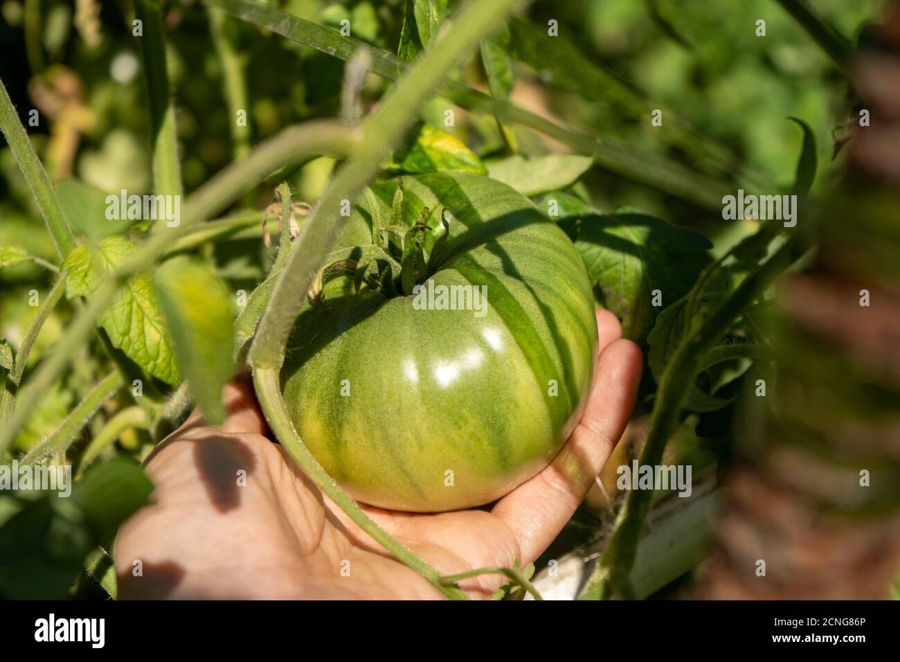 Große grüne Tomaten auf einem Busch in einem Garten, Ernte Sommersaison Stockfoto