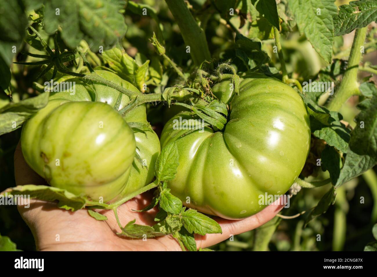Große grüne Tomaten auf einem Busch in einem Garten, Ernte Sommersaison Stockfoto