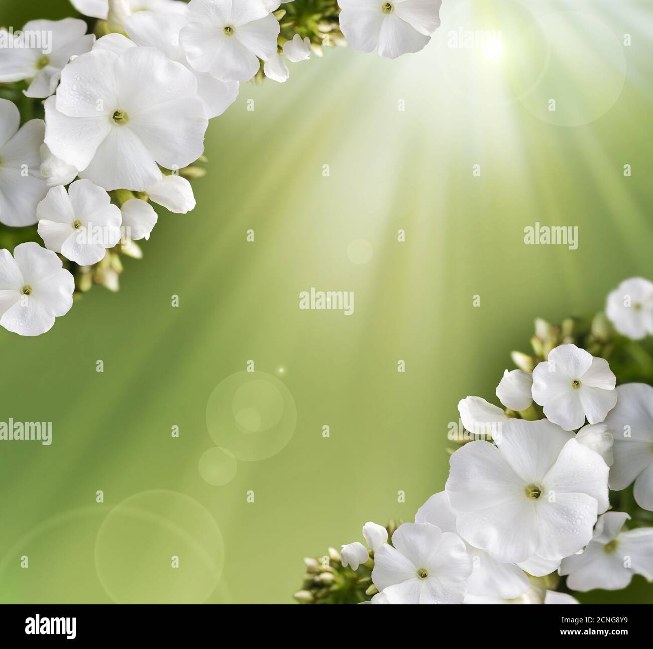 Natürliche Hintergrund Stockfoto