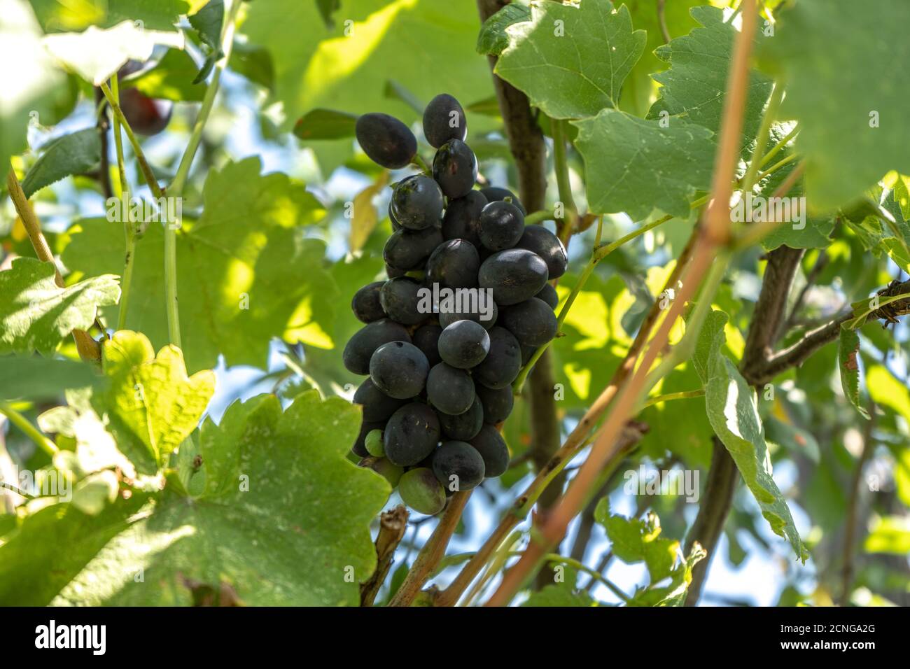 Dunkelblaue Weintraube auf einem Busch, Sommerernte Stockfoto