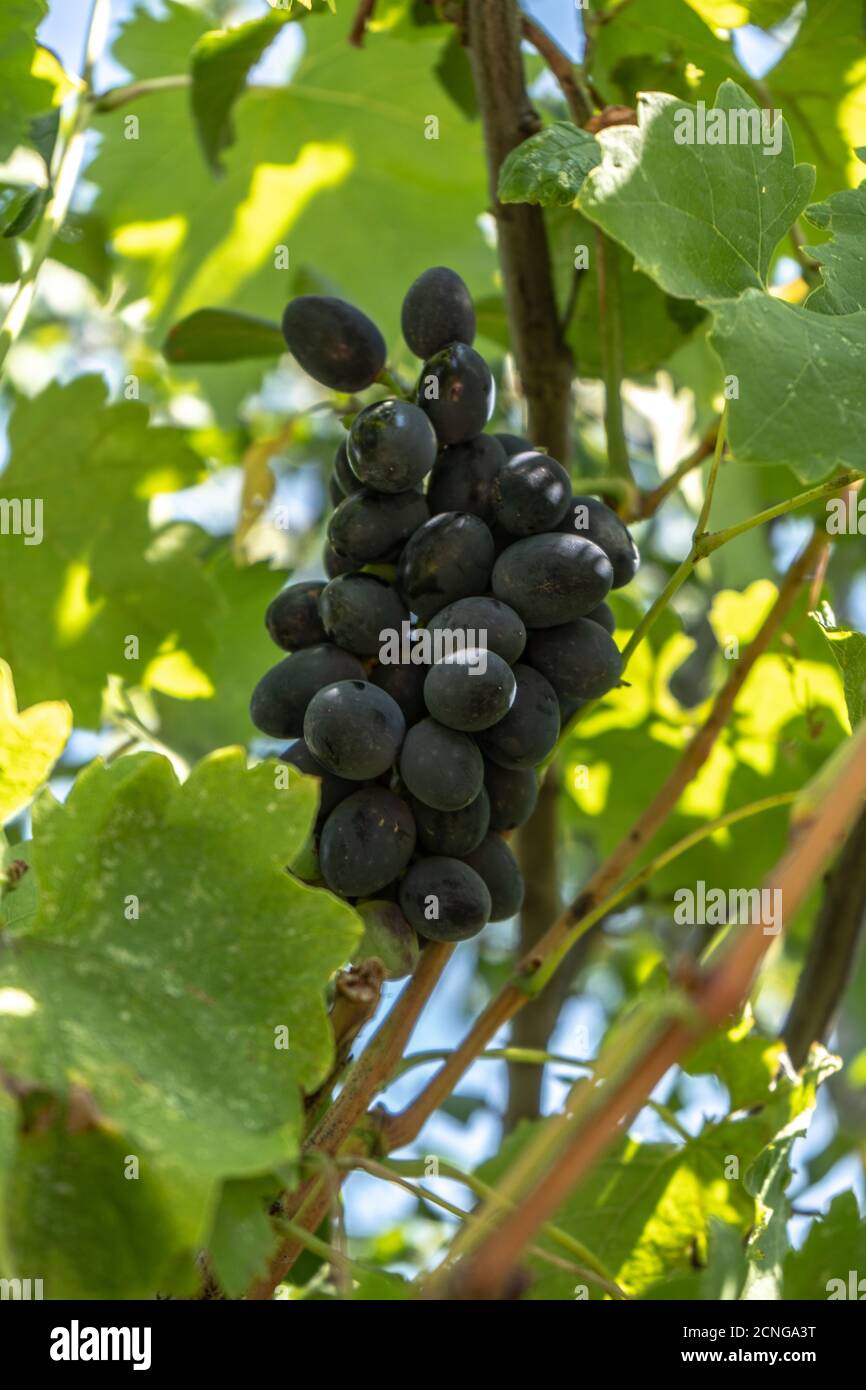 Dunkelblaue Weintraube auf einem Busch, Sommerernte Stockfoto